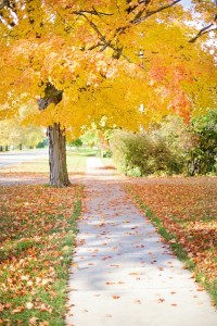 A Walk with the Children (mom of many littles) | RaisingArrows.net